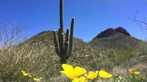 Watch: Carpets of wildflowers